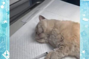 猫咪尿路结石（探究猫咪尿路结石的致命影响及预防方法）