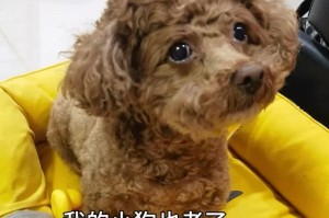 狗狗白内障的营养治疗法（帮助狗狗恢复视力的最佳食物选择）