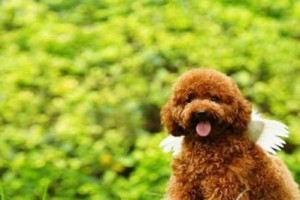 如何训练泰迪犬转弯（让宠物更灵活、增强运动能力）