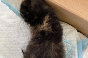 《小猫的呼喊》（一只小猫叫到底会发生什么？）