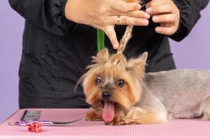 狗爪子（为了宠物的健康和舒适，了解狗爪子修剪的最佳时间）
