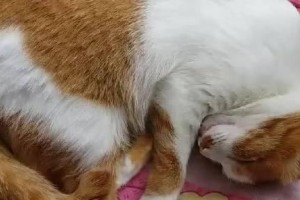 揭秘猫咪睡眠中的手脚抽搐现象（猫咪手脚抽搐的原因和应对方法）