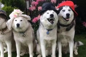 狗狗为什么总是用后爪挠脖子？（后爪挠脖子的原因及可能的疾病）