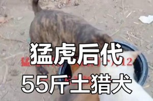 土猎狗养育期限和训练的重要性（探究土猎狗训练的时间要求，了解如何养育一只健康的土猎狗）