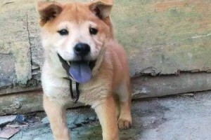 如何挑选一只优秀的中华田园犬幼犬（以宠物为主，带你全方位了解中华田园犬幼犬挑选技巧）