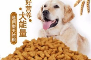 泰迪幼犬的饮食管理（健康的饮食习惯是幸福狗生的关键）