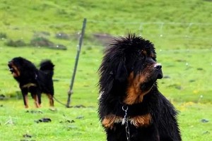 如何正确饲养藏獒（以宠物为主，关注健康、安全与培养）