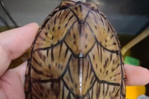 如何选择适合养蛋龟的过滤器（了解蛋龟水质需求，选择正确的过滤设备）