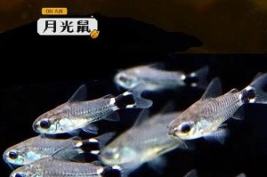 月光鱼的生长速度及关键因素（探讨月光鱼的生长周期和饲养技巧）