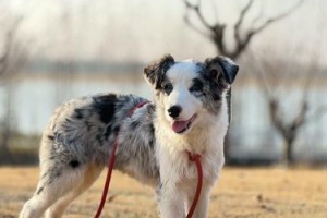 边牧犬育苗指南（了解边牧犬的基本育苗需求，为它们健康成长保驾护航）