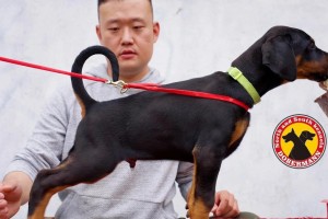 以杜宾为主题的狗狗小知识（探索杜宾狗的魅力与特点）