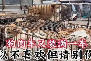 奢侈与狗狗（这几种狗狗的主人都是土豪！）