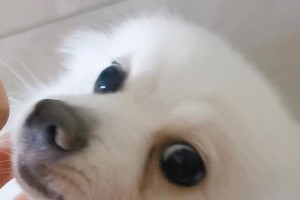 小狗的声音是什么样的？（探索小狗表达的语言天赋）