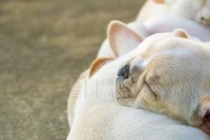 斗牛疲惫？科学告诉你需要多少睡眠（以两个月斗牛为例，探究睡眠对身体的重要性）