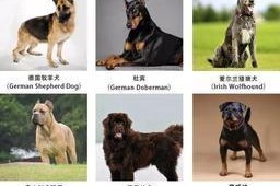 探讨犬种标准（为了理解和培育犬种，我们必须了解犬种标准的重要性）