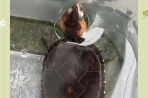陆龟的营养需求（探索营养丰富的水果，为你的陆龟提供健康的饮食）