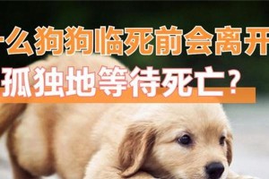 狗的抽风症状及其生命危险性（揭秘狗抽风的致命）
