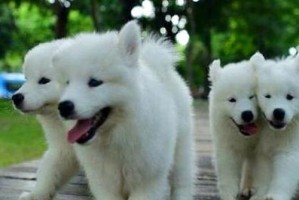 了解日本狐狸犬的性格与训练特征（一个适合家庭的聪明、活泼且忠诚的宠物）