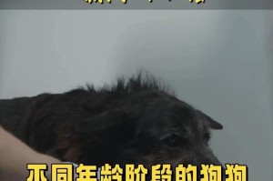 狗狗接种完疫苗后多久可以外出？（疫苗接种时间表及注意事项）