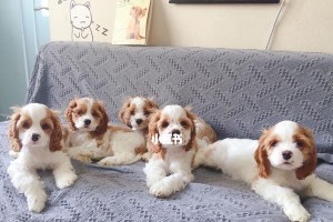 如何正确饲养可卡幼犬？（宠物狗养护全指南）