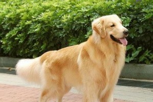 金毛犬训练手势大全（从零开始，教你训练金毛犬的必备手势）