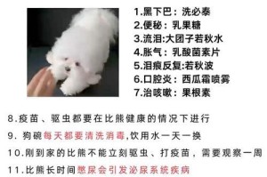 如何以平价养比熊犬（掌握养狗的省钱技巧，月均300元即可养活可爱的比熊犬）