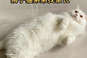 山东狮子猫的饲养方法（详解狮子猫的喂养、健康和生活习性）