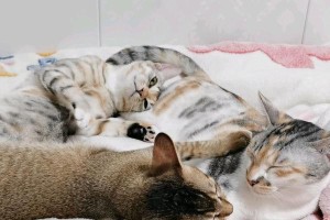 猫互相舔的原因揭秘（猫之间舔毛的行为及其意义）
