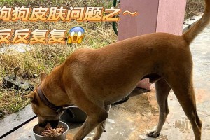 狗狗不吃饭可能患有的疾病（探索狗狗食欲减退的原因及治疗方法）