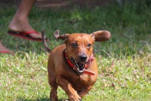 《宠物腊肠犬易患疾病，你知道有哪些吗？》（探究腊肠犬常见疾病，让我们的宠物更健康）