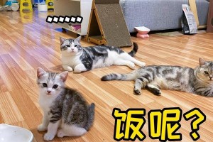 猫为什么吃猫粮会流泪（猫粮中的成分引起的泪水问题及解决办法）
