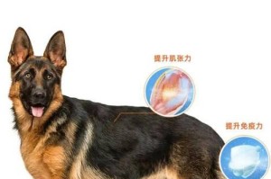 牛头梗的认主时间有多久？（探究牛头梗对主人的情感认同程度及形成过程）
