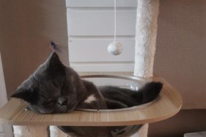 二十多天的猫能吃什么药好（保障小猫健康的必备药品及使用指南）