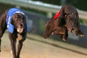 如何科学喂养饲养灵缇犬（从饮食、锻炼到日常护理，让你的灵缇健康成长）