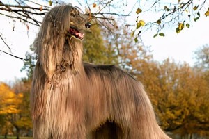 爱尔兰水猎犬的饲养方法（以宠物为主，让你的爱尔兰水猎犬健康成长）