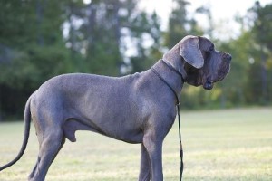 如何正确进行大丹犬幼犬训练（以宠物为主，让你的大丹犬成为聪明可爱的好伙伴）