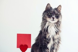 猫咪感冒（了解猫咪感冒的常见症状，保护你的爱宠免受疾病侵袭）