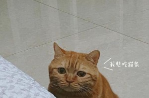 胖菊猫的饮食习惯和健康问题（探索胖菊猫的饮食秘密，关注其健康问题）
