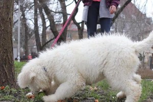 新手养犬，以可蒙犬为首选（了解可蒙犬的品种特点和养护方法，让你成为合格的狗主人）