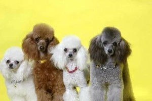 泰迪与贵宾（了解泰迪犬和贵宾犬的特点和区别，选择适合自己的宠物伙伴）