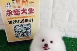 如何减少博美犬体臭？（宠物护理的小窍门）