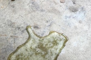 泰迪产后为什么老吐？（了解泰迪产后呕吐的原因及应对方法）