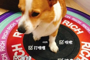 如何合理锻炼你的阿富汗犬