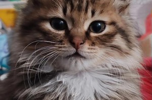 喂养猫两个月会对它产生什么影响？（探索喂养猫两个月后的变化及注意事项）