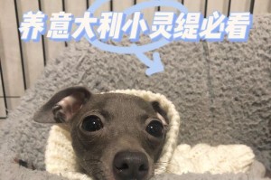 如何科学饲养格力犬？（从喂养到训练，一步步为您详解格力犬的养护方法）