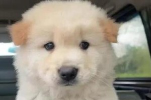 以耳朵长在头上的狗大狗——中国沙皮犬（探索中国沙皮犬特殊的外貌特征和性格特点）