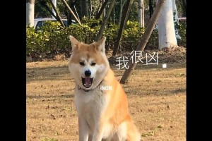 秋田犬生病了怎么办？（宠物生病常识及保健建议）