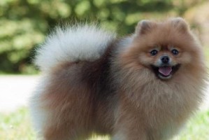 美犬（探索狗品种之美，从外貌到性格一览无余）