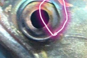 探索鱼类蒙眼病的治疗方法（深入了解鱼类蒙眼病对生态系统的影响）