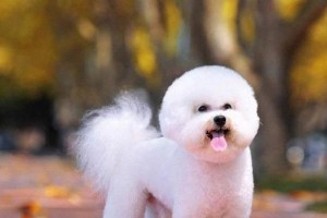探索泰迪犬的奇妙世界（揭秘泰迪犬品种多样性及其魅力）
